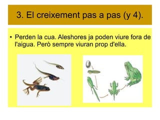 3. El creixement pas a pas (y 4). 
● Perden la cua. Aleshores ja poden viure fora de 
l'aigua. Però sempre viuran prop d'ella. 
 