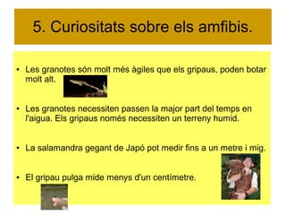 5. Curiositats sobre els amfibis. 
● Les granotes són molt més àgiles que els gripaus, poden botar 
molt alt. 
● Les granotes necessiten passen la major part del temps en 
l'aigua. Els gripaus només necessiten un terreny humid. 
● La salamandra gegant de Japó pot medir fins a un metre i mig. 
● El gripau pulga mide menys d'un centímetre. 
 