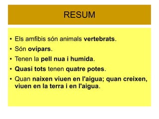 RESUM 
● Els amfibis són animals vertebrats. 
● Són ovípars. 
● Tenen la pell nua i humida. 
● Quasi tots tenen quatre potes. 
● Quan naixen viuen en l'aigua; quan creixen, 
viuen en la terra i en l'aigua. 
 