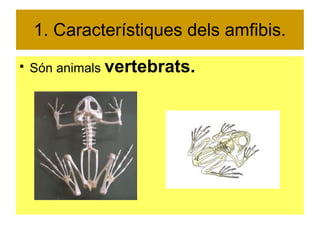 1. Característiques dels amfibis. 
● Són animals vertebrats. 
 
