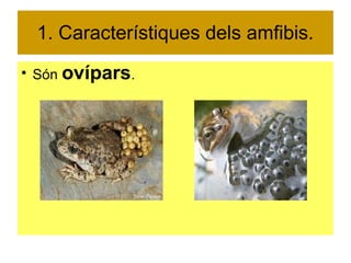 1. Característiques dels amfibis. 
● Són ovípars. 
 