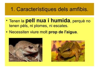 1. Característiques dels amfibis. 
● Tenen la pell nua i humida, perquè no 
tenen pèls, ni plomes, ni escates. 
● Necessiten viure molt prop de l'aigua. 
 