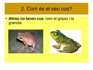 2. Com és el seu cos? 
● Altres no tenen cua, com el gripau i la 
granota. 
 