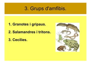 3. Grups d'amfibis. 
1. Granotes i gripaus. 
2. Salamandres i tritons. 
3. Cecílies. 
 
