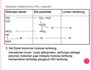 DIAGRAM PEMBENTUKAN HCL LAMBUNG
3. Sel Epitel kolumnar mukosa lambung,
mensekresi musin, suatu glikoprotein, berfungsi sebagai
pelumas makanan juga melapisi mukosa lambung
memproteksi terhadap pengaruh HCl lambung
Sirkulasi darah Sel pariental Lumen lambung
CO2
H2O
HCO3
-
Na+
Cl-
NaCl
CO2 + H2O
H2CO3
H+
HCO3
-
Cl-
H+
Cl-
 