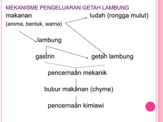 MEKANISME PENGELUARAN GETAH LAMBUNG
makanan ludah (rongga mulut)
(aroma, bentuk, warna)
lambung
gastrin getah lambung
pencernaan mekanik
bubur makanan (chyme)
pencernaan kimiawi
 