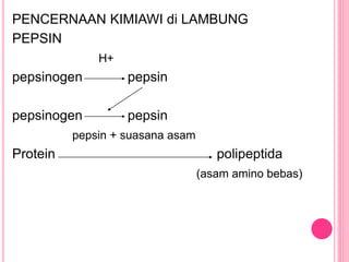 PENCERNAAN KIMIAWI di LAMBUNG
PEPSIN
H+
pepsinogen pepsin
pepsinogen pepsin
pepsin + suasana asam
Protein polipeptida
(asam amino bebas)
 