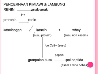 PENCERNAAN KIMIAWI di LAMBUNG
RENIN anak-anak
H+
prorenin renin
kaseinogen kasein + whey
(susu protein) (susu non kasein)
ion Ca2+ (susu)
pepsin
gumpalan susu polipeptida
(asam amino bebas)
 