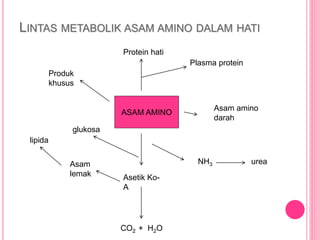 LINTAS METABOLIK ASAM AMINO DALAM HATI
ASAM AMINO
Protein hati
Asam amino
darah
Asetik Ko-
A
CO2 + H2O
Asam
lemak
lipida
Produk
khusus
Plasma protein
NH3 urea
glukosa
 
