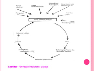 Gambar Penyebab intoleransi laktosa
 
