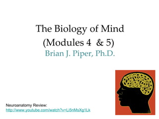 The Biology of Mind
               (Modules 4 & 5)
                   Brian J. Piper, Ph.D.




Neuroanatomy Review:
http://www.youtube.com/watch?v=Li5nMsXg1Lk
 