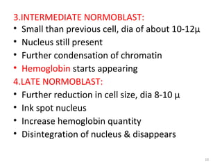 10
3.INTERMEDIATE NORMOBLAST:
• Small than previous cell, dia of about 10-12µ
• Nucleus still present
• Further condensation of chromatin
• Hemoglobin starts appearing
4.LATE NORMOBLAST:
• Further reduction in cell size, dia 8-10 µ
• Ink spot nucleus
• Increase hemoglobin quantity
• Disintegration of nucleus & disappears
 