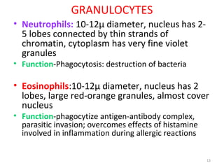 13
GRANULOCYTES
• Neutrophils: 10-12µ diameter, nucleus has 2-
5 lobes connected by thin strands of
chromatin, cytoplasm has very fine violet
granules
• Function-Phagocytosis: destruction of bacteria
• Eosinophils:10-12µ diameter, nucleus has 2
lobes, large red-orange granules, almost cover
nucleus
• Function-phagocytize antigen-antibody complex,
parasitic invasion; overcomes effects of histamine
involved in inflammation during allergic reactions
 