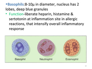14
•Basophils:8-10µ in diameter, nucleus has 2
lobes, deep blue granules
• Function-liberate heparin, histamine &
sertotonin at inflammation site in allergic
reactions, that intensify overall inflammatory
response
 