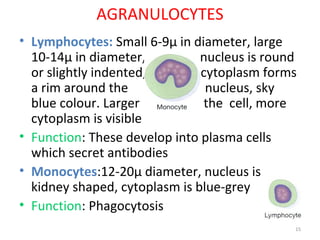 15
AGRANULOCYTES
• Lymphocytes: Small 6-9µ in diameter, large
10-14µ in diameter, nucleus is round
or slightly indented, cytoplasm forms
a rim around the nucleus, sky
blue colour. Larger the cell, more
cytoplasm is visible
• Function: These develop into plasma cells
which secret antibodies
• Monocytes:12-20µ diameter, nucleus is
kidney shaped, cytoplasm is blue-grey
• Function: Phagocytosis
 