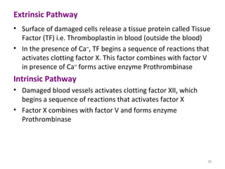 26
Extrinsic Pathway
• Surface of damaged cells release a tissue protein called Tissue
Factor (TF) i.e. Thromboplastin in blood (outside the blood)
• In the presence of Ca++
, TF begins a sequence of reactions that
activates clotting factor X. This factor combines with factor V
in presence of Ca++
forms active enzyme Prothrombinase
Intrinsic Pathway
• Damaged blood vessels activates clotting factor XII, which
begins a sequence of reactions that activates factor X
• Factor X combines with factor V and forms enzyme
Prothrombinase
 