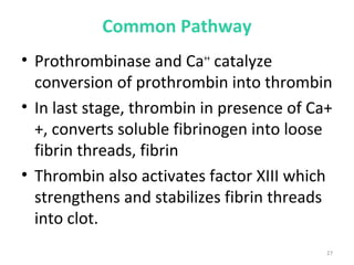 27
Common Pathway
• Prothrombinase and Ca++
catalyze
conversion of prothrombin into thrombin
• In last stage, thrombin in presence of Ca+
+, converts soluble fibrinogen into loose
fibrin threads, fibrin
• Thrombin also activates factor XIII which
strengthens and stabilizes fibrin threads
into clot.
 