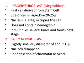 9
1. PROERYTHROBLAST (Megaloblast)
• First cell derived from Stem Cell
• Size of cell is large:Dia-20-25µ
• Nucleus is large, occupies the cell
• Does not contain hemoglobin
• It multiplies several times and forms next
stage
2. EARLY NORMOBLAST
• Slightly smaller , diameter of about 15µ
• Nucleoli disappear
• Condensation of chromatin network
 