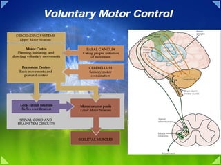 Voluntary Motor Control
 
