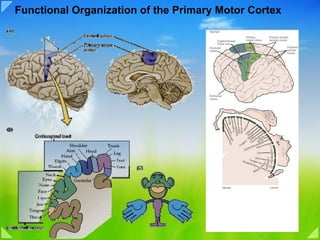 Functional Organization of the Primary Motor Cortex
 