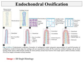 Bone Tissue - Histology, Cells, Fibers, Structure, Location | PPT