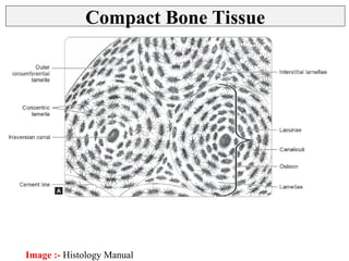 Bone Tissue - Histology Slides - Identification & Types | PPT