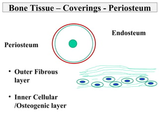 Bone Tissue - Histology Slides - Identification & Types | PPT