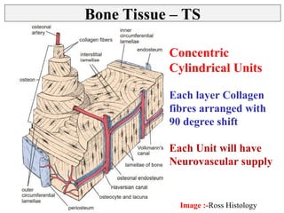 Bone Tissue - Histology Slides - Identification & Types | PPT