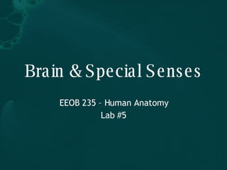 Brain & Special Senses EEOB 235 – Human Anatomy Lab #5 