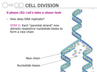 05 cell division | PPT