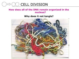 05 cell division | PPT