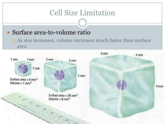 06 cell growth and reproduction as cell size increases the