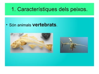 1. Característiques dels peixos.
●
Són animals vertebrats.
 