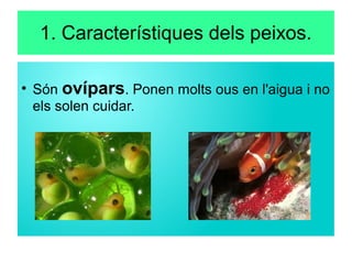 1. Característiques dels peixos.
●
Són ovípars. Ponen molts ous en l'aigua i no
els solen cuidar.
 
