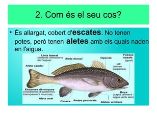 2. Com és el seu cos?
●
És allargat, cobert d'escates. No tenen
potes, però tenen aletes amb els quals naden
en l'aigua.
 