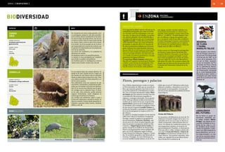 áreas protegidas del uruguay 05. chamangá 18 19
[Panicum racemosum]
ÁREA [ biofichas ]
especie info
nombre común
Zorro gris
familia
Canidae
nombre científico
Lycalopex gymnocercus
gymnocercus
BIODIVERSIDAD
foto:AlejandroSequeira.foto:EnriqueGonzález.
nombre común
Zorrillo
familia
Mustelidae
nombre científico
Conepatus chinga suffocans
Es una especie típica de campos abiertos. Su
pelaje es de color castaño oscuro o negro con
dos bandas de color blanco que se extienden
desde la cabeza hasta la base de la cola. Tiene
una cabeza provista de orejas pequeñas y un
hocico corto y grueso.
Para defenderse rocía una sustancia de olor
muy fuerte, característica, producida por glán-
dulas que se localizan cerca del ano (periana-
les). Es un recurso muy efectivo que en gene-
ral consigue que su atacante huya. Si alcan-
za los ojos, esta sustancia, puede provocar
ceguera momentánea. Suele refugiarse en
cuevas que encuentra en el terreno.
Los zorrillos son omnívoros. Salen a cazar a
la hora del crepúsculo y durante la noche. Su
dieta es variada e incluye desde pequeños ar-
trópodos y gusanos hasta huevos, roedores,
ofidios y aves. l
Se caracteriza por tener orejas grandes, hoci-
co puntiagudo, pelaje de color gris amarillen-
to en el dorso, blanco amarillento en las patas.
Su cola es larga y de pelaje denso, que oscure-
ce hacia la punta. Pasa la mayor parte del día
en cuevas y sale a cazar al caer el sol y duran-
te la noche. Se le ha acusado de ser el princi-
pal responsable de la muerte de corderos, que
en general son depredados por los propios pe-
rros de las estancias.
Los zorros son omnívoros y en ocasiones se
alimentan de carroña.
Se desplazan solos o en pequeños grupos.
La especie es muy perseguida por cazadores
que venden su pelaje a los peleteros.
Las hembras paren en madrigueras y tanto la
madre como el padre ciudan a las crías. l
Ñandú [Rhea americana]
minigalería
zorro
gris
zorrillo
Coronilla [Scutia buxifolia] Mulita [Dasypus hybridus]
maestre campo
Es la segunda localidad rupestre del país por la
cantidad de pictografías que reúne su territo-
rio. Son diez, pero los arqueólogos creen que
hay más a la espera de ser halladas. Las prime-
ras «piedras pintadas» fueron identificadas a
principios del siglo pasado, por el arqueólogo
Agustín Larrauri, a orillas del arroyo duraz-
nense Maestre Campo que como el Chaman-
gá también es afluente del río Yí. Muchas de
las obras prehistóricas halladas por el investi-
gador trinitario hoy están bastante deteriora-
das por falta de recursos para su conservación.
Son rocas intervenidas por habitantes prehis-
tóricos con óxido de hierro, de color ocre roji-
zo y rosado, en motivos geométricos y escasas
apariciones de figuras humanas.
El arqueólogo Mario Consens realizó estu-
dios del arte rupestre nacional que lo llevaron
a definir cuatro formas de pictografías: Cha-
mangá, Maestre de Campo, Chamangá II y
Pan de Azúcar. En el primer estilo predomi-
destinos
&curiosidadesenzonaè
foto:pablod.flores.
Fue el último departamento creado en el país,
el 30 de diciembre de 1885, por un acuerdo po-
lítico que autorizó quitarle a San José su terce-
ra sección judicial de 5.144 kilómetros cuadra-
dos. Fue en tiempos del dictador militar Máxi-
mo Santos que por entonces necesitó una nue-
va jurisdicción electoral para maquillar su
régimen y conseguir más poder. Así se aprobó
la ley 1854 que además le daba al territorio el
nombre de un nativo de la zona, el general Ve-
nancio Flores, guerrero de la independencia,
ex presidente, pero también un golpista reitera-
do que ejecutó al general Leandro Gómez en
la toma de Paysandú y participó en el genocidio
de la nación paraguaya en la guerra de la Tri-
ple Alianza.
Su capital es Trinidad, fundada el 14 de abril de
1804 como Villa de la Santísima Trinidad del
Porongo, cuando la región era propiedad de
dos terratenientes: Francisco Alzáybar, capi-
tán de navío de la Real Armada Española, que
trajo los primeros inmigrantes desde las Islas
Canarias, y Miguel Ignacio de la Cuadra, te-
niente coronel de la artillería de Montevideo.
Flores es el departamento menos poblado del
país, con 25.031 habitantes según el último
Censo General de Población, Hogares y Vivien-
das. Su accidente geográfico más destacado es
el arroyo Porongos, un curso fluvial que na-
ce en la Cuchilla Grande inferior, al sur de Tri-
departamentales
Está ubicada a dos kilóme-
tros de Trinidad, sobre la ru-
ta 3 al norte. Fue inaugurada
el 28 de julio de 1991, en el
marco de la campaña «Flo-
res por la Vida», auspicia-
da por la Comisión de Pre-
servación de Flora y Fauna
de la Intendencia Munici-
pal de Flores y la Comisión
de Preservación Ambiental
de la Junta Departamental.
Recuerda al gran médico y
ecologista que pasó buena
parte de su juventud en ese
territorio. l
nan zigzag, círculos, círculos radiados y ex-
tensas líneas horizontales en colores rojo y
amarillo, todos pintados a mano entre el año
500 a.C. y el 400 d.C. El estilo Maestre Cam-
po, con dibujos y zigzag, fue pintado a ma-
no y con pincel entre el año 200 y el 800 d.C.
El estilo Chamangá II muestra características
geométricas más complejas que se explican
por su técnica en pinceles gruesos y finos eje-
cutada entre el 1200 y el 1400 d.C.
Como ocurrió en Chamangá las pictografías
de Maestre Campo fueron declaradas Mo-
numento Histórico Nacional, y en un futuro
conformarán un parque protegido. Las pin-
turas están protegidas por un área de protec-
ción que según los casos va de 350 metros a
600 metros de radio. No se puede realizar allí
ningún tipo de intervención sin permiso de la
Comisión del Patrimonio Cultural de la Na-
ción. l
reserva
de flora
y fauna
rodolfo tálice
«zooilógico
del futuro»
Así se llama el grupo de
esculturas realizadas por
el artista trinitario Martín
Arregui. Las piezas se en-
cuentran ubicadas en la ro-
tonda de las rutas 3 y 23.
Su temática alude directa-
mente a la agresión y exter-
minio que está sufriendo la
fauna autóctona, por la ca-
za indiscriminada y el mal
uso de los recursos natura-
les para la actividad econó-
mica. l
Flores, porongos y palacios
nidad, que recorre 67 kilómetros sobre la pe-
nillanura cristalina, y desemboca en el río Yí,
atravesando un área ganadera. Se trata ade-
más de un área densamente poblada de bienes
arqueológicos.
Gruta del Palacio
Se encuentra a 46 kilómetros al norte de Tri-
nidad por el trazado antiguo de la ruta 3. La
naturaleza de la roca en la que se abre la ca-
vidad corresponde a afloramientos del Cre-
tácico. Su sistema de ventilación natural, con
una temperatura mínima, en invierno, de
aproximadamente 20 grados, es ideal para la
biota que allí se cobija. Antiguos relatos afir-
man que la Gruta del Palacio o Palacio de
los Indios era la hermosa morada de un ca-
cique charrúa. Tres puertas arqueadas, ador-
nadas con vegetales de escasa altura forma-
ban el frente de la residencia. l
 