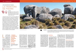 áreas protegidas del uruguay 05. chamangá 6 7
«desde hace poco más de una década allí se de-
sarrolla una experiencia continua de investigación y
preservación del arte rupestre del país. Los arqueó-
logos hasta ahora han relevado y catalogado 43 pic-
tografías que constituyen la mayor concentración
en Uruguay. Es un área de 120 kilómetros cuadra-
dos, ubicada en el este del departamento de Flores,
próximo al límite con Durazno y Florida. En 1999
algunos de los bloques con pictografías fueron de-
clarados Monumento Histórico Nacional y en 2010
ingresó al Sistema Nacional de Áreas Protegidas
(snap). Chamangá es el único Paisaje Natural Prote-
gido de contenido cultural y el único que está ubica-
do en su totalidad en terrenos privados.
a prehistoria regis-
trada de Chaman-
gá se remonta al
año 500 d.C., cuan-
do algunas comuni-
dades pintaban las
piedras de su hábitat con óxi-
do de hierro. Los afloramientos
de granito de 2.500 millones de
años constituyen el lienzo, so-
bre el que el hombre prehistó-
rico realizó sus complejas re-
presentaciones pictóricas, con
la singularidad de ser formacio-
nes geológicas a cielo abierto
y las manifestaciones más sep-
tentrionales asociadas al estilo
«grecas»*.
Los sitios arqueológicos se
distribuyen en el sudeste del de-
la frontera
de piedra
partamento de Flores, a lo largo
del curso del Chamangá y sus
afluentes, los arroyos Molles,
Duraznito y Carpintería. En las
faldas de las ondulaciones, y a
veces sobre la parte superior de
las lomas, surgen pequeños pe-
dregales con dirección general-
mente paralela a la cresta de las
«cuchillas», o que aparecen ais-
ladamente bajo la forma de blo-
ques. Es un ambiente natural,
rodeado de una vegetación de
pradera, con arbustos aislados
y montes nativos, donde habi-
ta una abundante fauna autóc-
tona.
Allí se observan expresiones
técnicas como el grabado fino
y la miniatura, muy similares al
estilo hallado al del norte de la
Patagonia. Son formas geomé-
tricas abstractas, siempre mo-
nocromáticas, en distintos to-
nos de rojo: impresiones en po-
sitivo de palmas de mano tan-
to adultas como jóvenes, trazos
de grosor digital, trazos con pin-
celes finos de dos tipos, rígidos
y flexibles. También se encuen-
tran figuras creadas con un ins-
trumento cortante agudo, del ti-
po geométrico irregular.
Las investigaciones iniciadas
a principios del siglo pasado por
el arqueólogo trinitario Agus-
tín Larrauri, ampliadas por José
Henriques Figueira y José Joa-
quín Figueira, y documentadas
por Mario Consens en la década
de 1970, se transformaron en un
trabajo de preservación cuando
en 1988 intervinieron los técni-
cos de la Comisión del Patrimo-
nio Cultural de la Nación. «Hay
mucho arte rupestre en todo el
mundo, pero representaciones
que no estén en cuevas o aleros
son menos frecuentes. Y que es-
tén a la intemperie, expuestos a
múltiples factores y en este tipo
de formación geológica, menos
aún», afirma el arqueólogo An-
drés Florines. «La gente que vi-
vió aquí dejó sus herramientas,
sus vestigios. Encontramos alfa-
rería, tenemos canteras de apro-
visionamiento de materias pri-
mas», asegura el experto.
L
localidad rupestre de chamangá
ÁREA [ introducción ]
foto: archivo del snap [mvotma] chamangá Con sus 43 pictografías Chamangá posee la mayor concentración de arte rupestre del país, pero en Flores también
hay una en las afueras de Trinidad sobre al arroyo Porongos, una en Pintos, una en Arroyo Grande y otra sobre el
río San José. Hay diez pinturas en la cuenca del arroyo duraznense Maestre Campo, dos en la localidad floridense
de Goñi, una en Cerro Copete y otra en Nico Pérez.
Biológica
diversidad
La localidad rupestre también
posee relevantes valores am-
bientales, según informe de Án-
geles Camacho, de la División
Biodiversidad y Áreas Protegi-
das de dinama. «Es una zona de
abundantes afloramientos roco-
sos, acompañados por una flo-
ra arbustiva de monte de forma
achaparrada. Tiene como carac-
terística general un ambiente de
pradera, con una topografía on-
dulada y una vegetación de pas-
tizales diversificada.
Además, cuenta con otro eco-
sistema que es el de monte ribe-
reño acompañando los arroyos
«Tenemos
la sensación
de estar
caminando
por un
territorio
de vida».
«Tía Mangá»
Según un antiguo relato recogido por el historiador
Orestes Araújo su nombre es una deformación de «Tía
Mangá», el apodo de una china vieja, y bruja, que por
1880 tenía su rancho en las cercanías del arroyo.También
hay quienes afirman que es una palabra de origen guaraní
que significa «camino sombrío».
Chamangá y Molles que, junto
con el Maciel, forman un corre-
dor biológico», describe el do-
cumento elaborado para funda-
mentar el ingreso de Chamangá
al snap.
Su pastizal natural es un eco-
sistema de interés para la Unión
Internacional para la Conserva-
ción de la Naturaleza (uicn) por
tratarse de un bioma (área den-
tro de una región biogeográfica
con un tipo de vegetación y fau-
na predominante) que brinda fo-
rraje, que contiene una notable
diversidad biológica y contribu-
ye al balance de gases en la at-
mósfera. «Los pastizales dan re-
fugio a muchas especies silves-
tres, entre éstas, a una gran can-
tidad de aves que cada día tiene
menos espacio. En una visita de
dos días se registraron 115 espe-
cies de aves de las cuales 41% son
de pradera-pastizal, lo que revela
la importancia que tiene este eco-
sistema», explica Camacho.
Paisaje protegido
A fines de la década de 1990 en la
cuenca del arroyo Chamangá se
extraía granito negro y gris para
su exportación. Por entonces una
de las dos empresas instaladas
gestionó un permiso para aumen-
tar el área de explotación, pero en
vez de conseguirlo creó un con-
flicto entre intereses arqueológi-
cos y económicos. En setiembre
Nuria Sanz
Experta española de UNESCO
en su visita a Chamangá de
2009.
* Son diseños constituidos por una secuencia de líneas o listas, que van tomando diversas direcciones y formando siempre ángulos rectos.
[Ver «Glosario rupestre» en página 16].
 