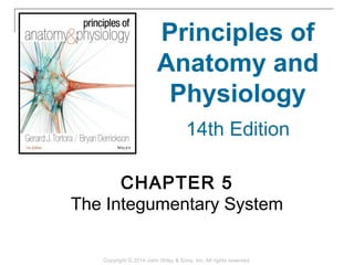 CHAPTER 5
The Integumentary System
Principles of
Anatomy and
Physiology
14th Edition
Copyright © 2014 John Wiley & Sons, Inc. All rights reserved.
 