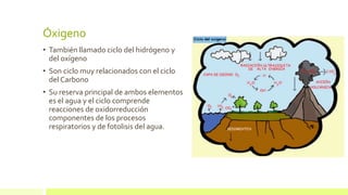 Óxigeno
• También llamado ciclo del hidrógeno y
del oxígeno
• Son ciclo muy relacionados con el ciclo
del Carbono
• Su reserva principal de ambos elementos
es el agua y el ciclo comprende
reacciones de oxidorreducción
componentes de los procesos
respiratorios y de fotolisis del agua.
 
