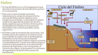 Fósforo
• El ciclo del fósforo es un ciclo biogeoquímico que
describe el movimiento de este elemento químico
en un ecosistema.
• Este ciclo no está sometido a procesos
redox(reducción-oxidación) porque la forma
esencial del fósforo (tanto orgánico como
inorgánico) es el fosfato. La actividad microbiana
reside en la capacidad de producción de otros
ácidos orgánicos que aumenten o disminuyan la
solubilidad de los fosfatos en el ecosistema
haciéndolos más o menos accesibles a otros
organismos.
• El fosfato suele ser limitante del crecimiento. Una
entrada masiva de fosfatos en el sistema (como
ocurre debido al empleo masivo de detergentes
fosfatados) aumenta la productividad del
ecosistema con lo que la materia orgánica aumenta
considerablemente. Cuando esta materia orgánica
comienza a descomponerse, se incrementan los
procesos de respiración y, por consiguiente, el
consumo de oxígeno, lo que genera un incremento
de anaerobiosis conocido como proceso de
eutrofización
 