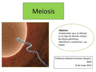 Meiosis

             -Objetivo:
             -Comprender que la Meiosis
             es un tipo de división celular,
             de células gaméticas.
             -Identificar y caracterizar sus
             etapas




          Profesora: Marjorie Fuentes Vásquez.
                                         NM2
                              15 de mayo 2012
 