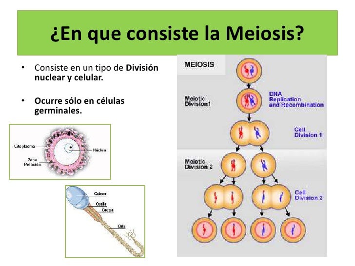 05 clase meiosis 05 clase meiosis