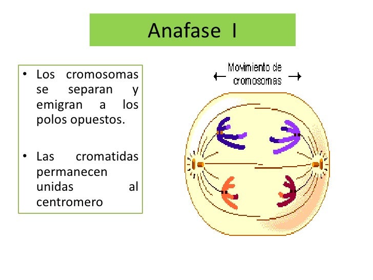 05 clase meiosis