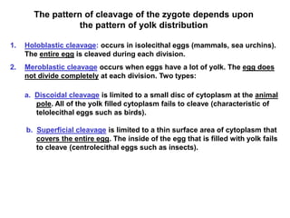 Cleavage | PPT