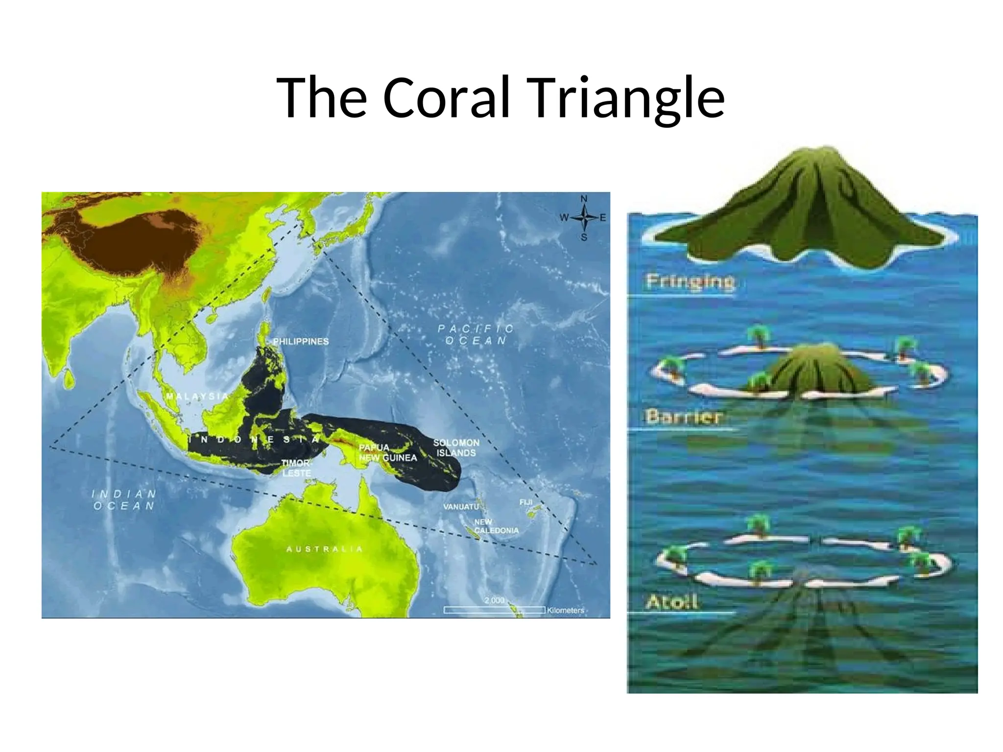 The Coral Triangle
 