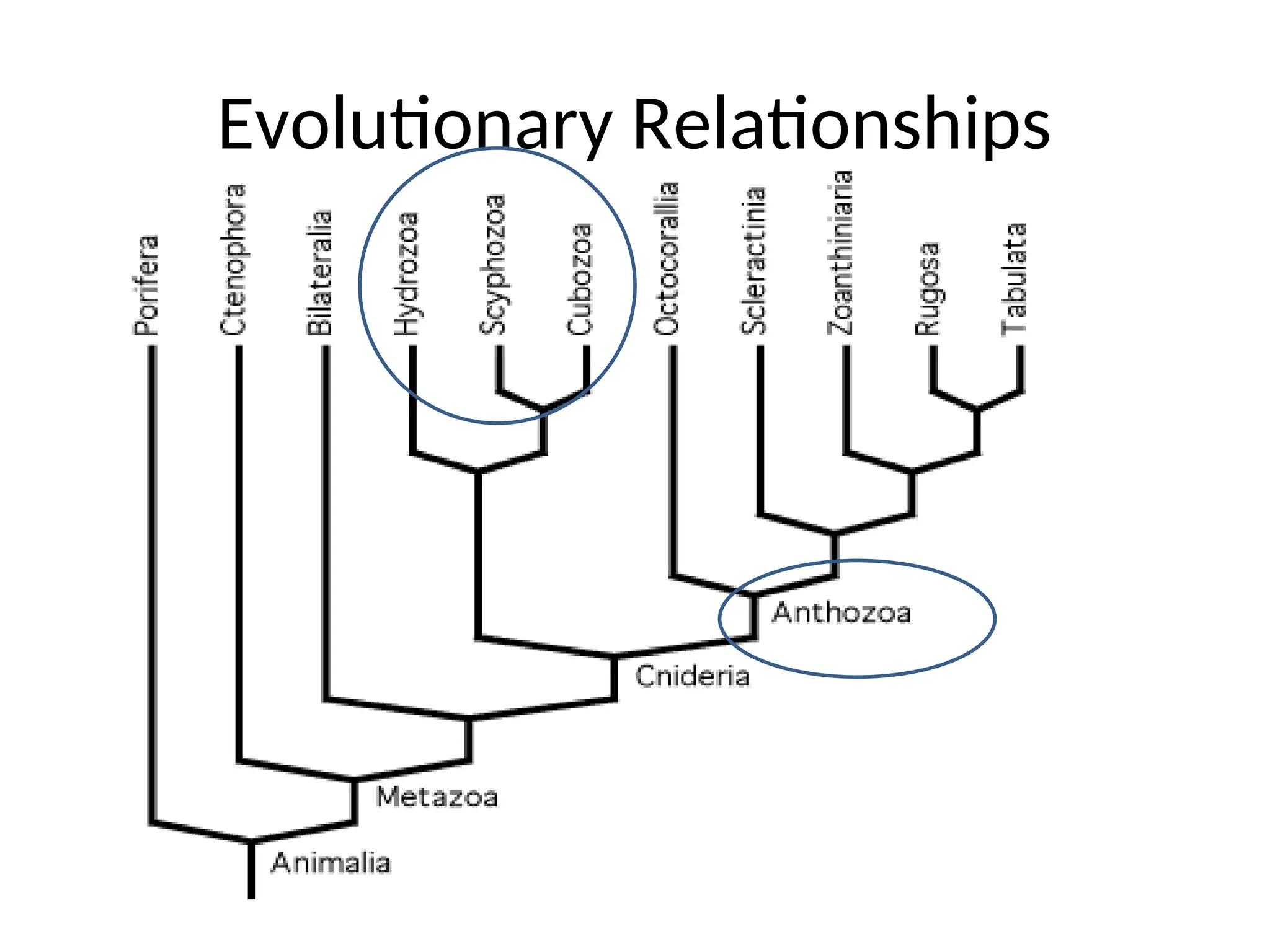 Evolutionary Relationships
 