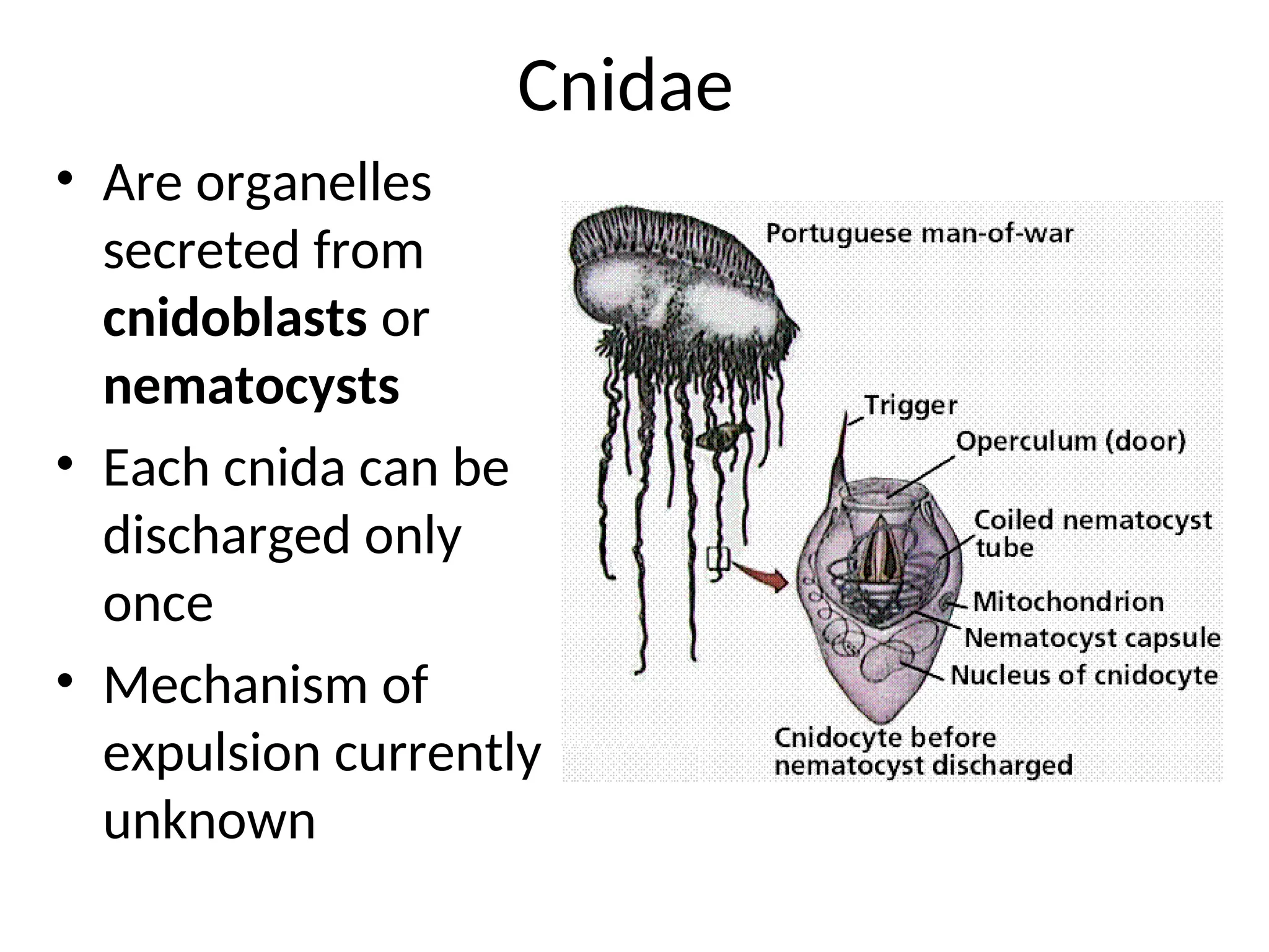 Cnidae
• Are organelles
secreted from
cnidoblasts or
nematocysts
• Each cnida can be
discharged only
once
• Mechanism of
expulsion currently
unknown
 