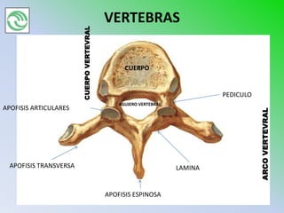 VERTEBRAS



                        CUERPO VERTEVRAL
                                                 CUERPO


                                                                            PEDICULO
                                               AGUJERO VERTEBRAL
APOFISIS ARTICULARES




                                                                                       ARCO VERTEVRAL
  APOFISIS TRANSVERSA                                              LAMINA


                                           APOFISIS ESPINOSA
 