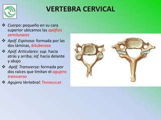 VERTEBRA CERVICAL
 Cuerpo: pequeño en su cara
  superior ubicamos las apófisis
  semilunares
 Apóf. Espinosa: formada por las
  dos láminas, bituberosa
 Apóf. Articulares: sup. hacia
  atrás y arriba; inf. hacia delante
  y abajo
 Apóf. Transversa: formada por
  dos raíces que limitan el agujero
  transverso
 Agujero Vertebral: TRIANGULAR
 
