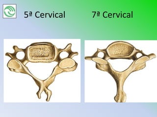 5ª Cervical   7ª Cervical
 